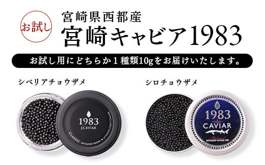 
宮崎キャビア 訳あり お試しキャビア10g 国産 「ジャパン キャビア」＜1.7-28＞
