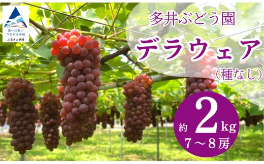 【2026年 先行予約】ぶどう デラウェア  2kg（7房～8房） 果物 ぶどう 葡萄 ぶどうふるさと納税 フルーツ | 石川県 小松市【多井ぶどう園】