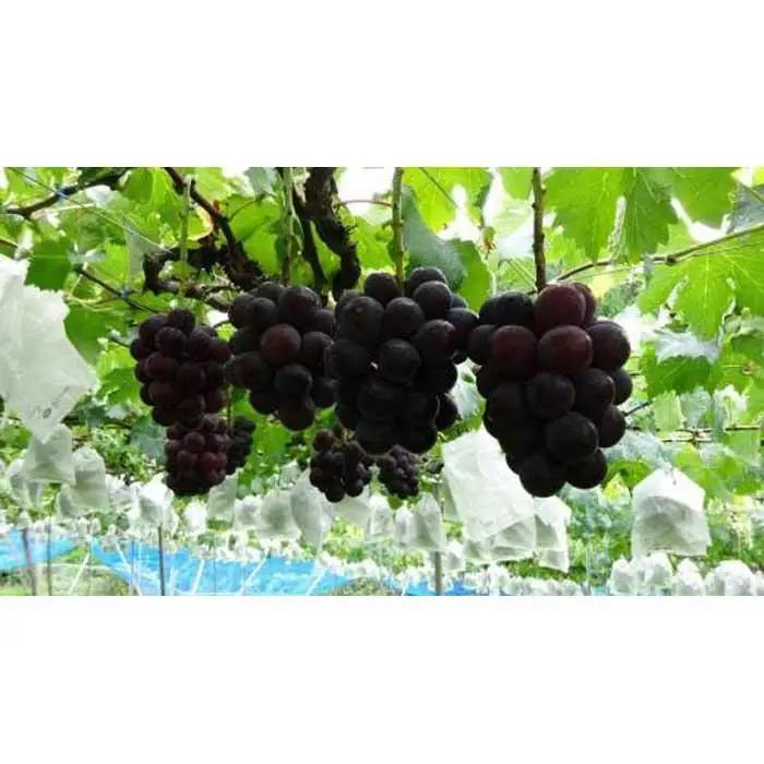 【甘さとみずみずしさが自慢】種なしピオーネ＜ぶどう約２kg＞★8月下旬から9月下旬発送★【KF10】