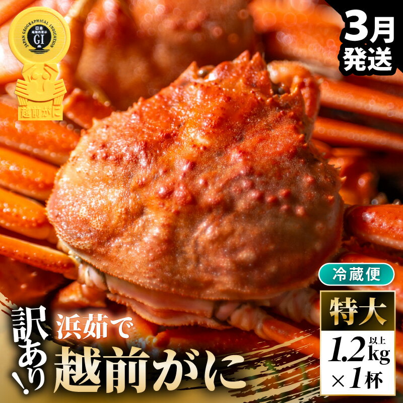 【ふるさと納税】【先行予約】【冷蔵】越前がに 訳あり足折れ 特大 1杯 1.2kg以上（茹で前）【2026年3月上旬以降順次発送予定】