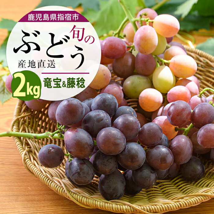 【ふるさと納税】【2026年7月上旬〜発送】＜期間限定＞ぶどう 竜宝・藤稔(合計4〜6房・約2kg) フルーツ 果物 果実 葡萄 ブドウ【迫田果樹園】