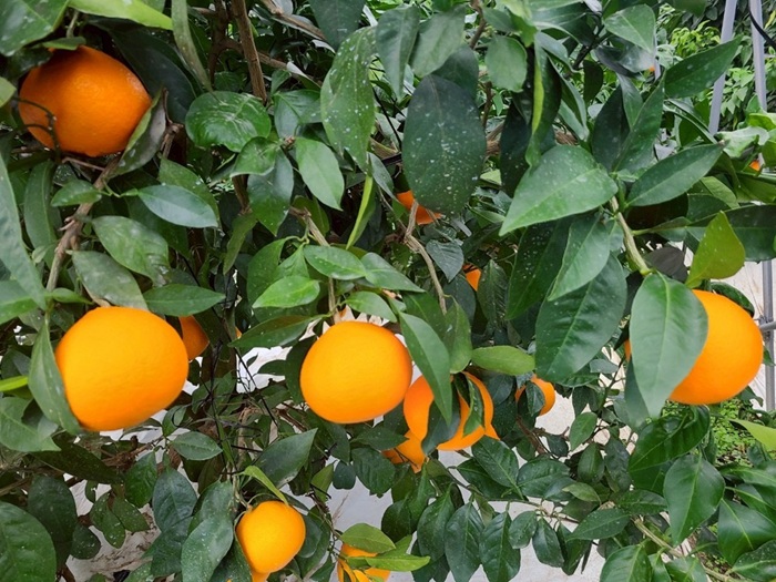 みかん 訳あり 愛果28号 紅まどんなと同一品種 5kg サイズミックス ご家庭用 【2025年12月から順次発送予定】 愛媛 人気 数量限定 先行予約 柑橘 伊予侍ファーム 伊予市｜C137