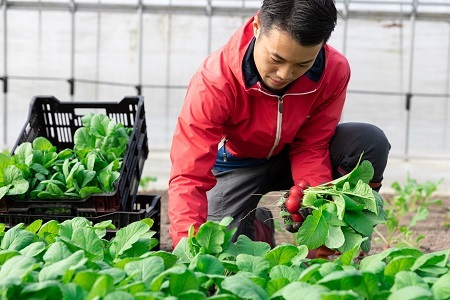 京丹波ラディッシュ 7袋セット 京都 丹波 大粒 ジューシー フルーティー ソテー グリル料理 バーベキュー アヒージョ かき揚げ サラダ スープ ※北海道・沖縄・その他離島への配送不可 [010NM