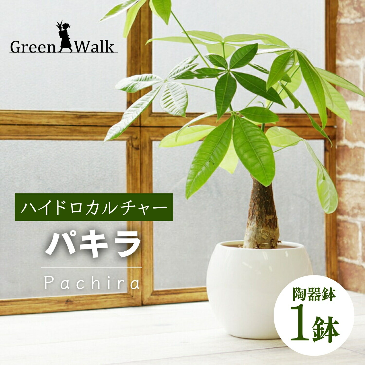 【ふるさと納税】ハイドロカルチャー 観葉植物 パキラ ピュアボウル陶器鉢植え 陶器 鉢植え 土無し インテリア 緑 グリーン 植物 簡単 初心者 かわいい 自然 おしゃれ 送料無料 Green Walk グリーンウォーク 愛知県 豊橋市