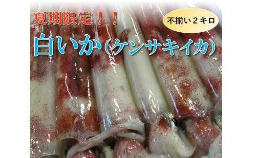 
                  【魚倉】不揃い 白いか (ケンサキイカ) 2kgセット
                
