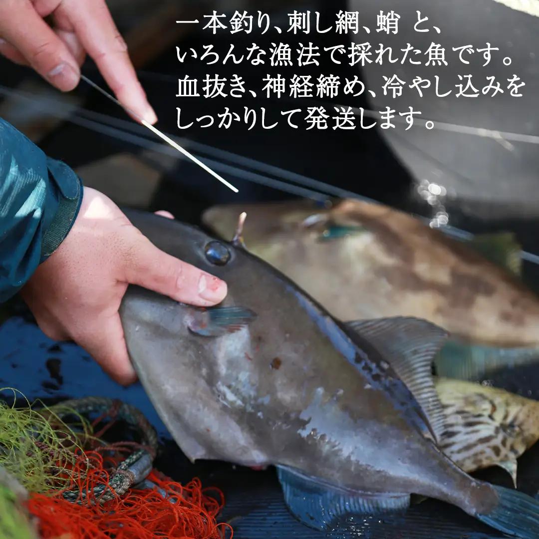 鮮魚 セット 【 配達地域限定 】 神経締め 血抜き済 4～4.5kg 冷蔵 産地直送 瀬戸内海