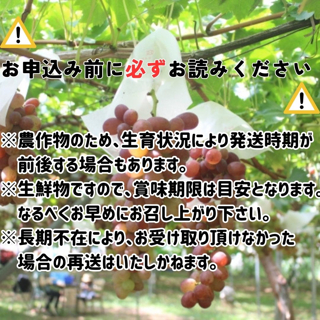 【南信州高森産】クイーンルージュ(R)　１㎏（２～３房）