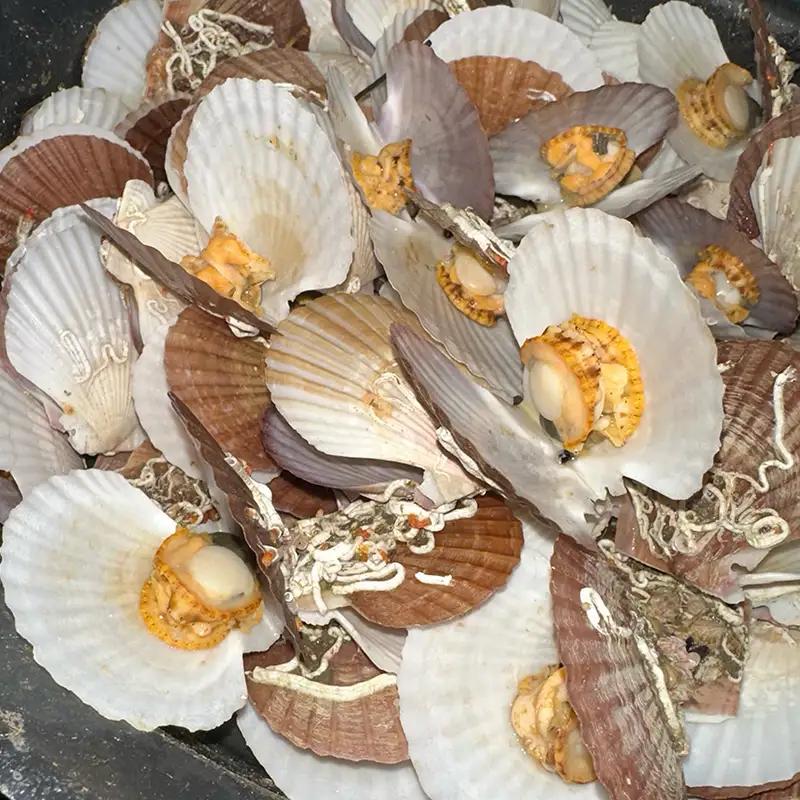 「俺のホタテ」 ホタテ 稚貝 1.5kg ホタテ ほたて 帆立 活ホタテ 貝柱 殻付き 魚介 魚貝 魚貝類 青森県 東北 平内町 陸奥湾 むつ湾 F21J-297