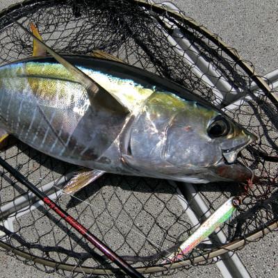 ふるさと納税 一宮町 ジャンプライズのモモパンチヘビー210g(3本セット) |  | 02