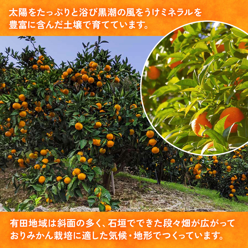 【ご家庭用】和歌山有田みかん約10kg(2L、3Lサイズ)〇 ※北海道・沖縄・離島への配送不可 ※2025年11月上旬～2026年1月下旬頃に順次発送予定