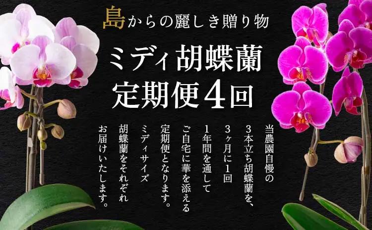 定期便 胡蝶蘭 熊本県産 ミディ 3本立ち×4回  【定期便4回】ミディ胡蝶蘭 3本立ち 洋蘭