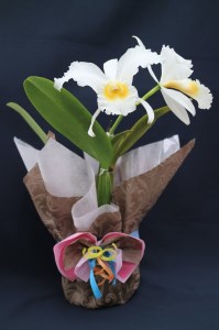 先行受付 おまかせ洋蘭 中輪カトレア 父の日ギフト 父の日花 父の日洋蘭