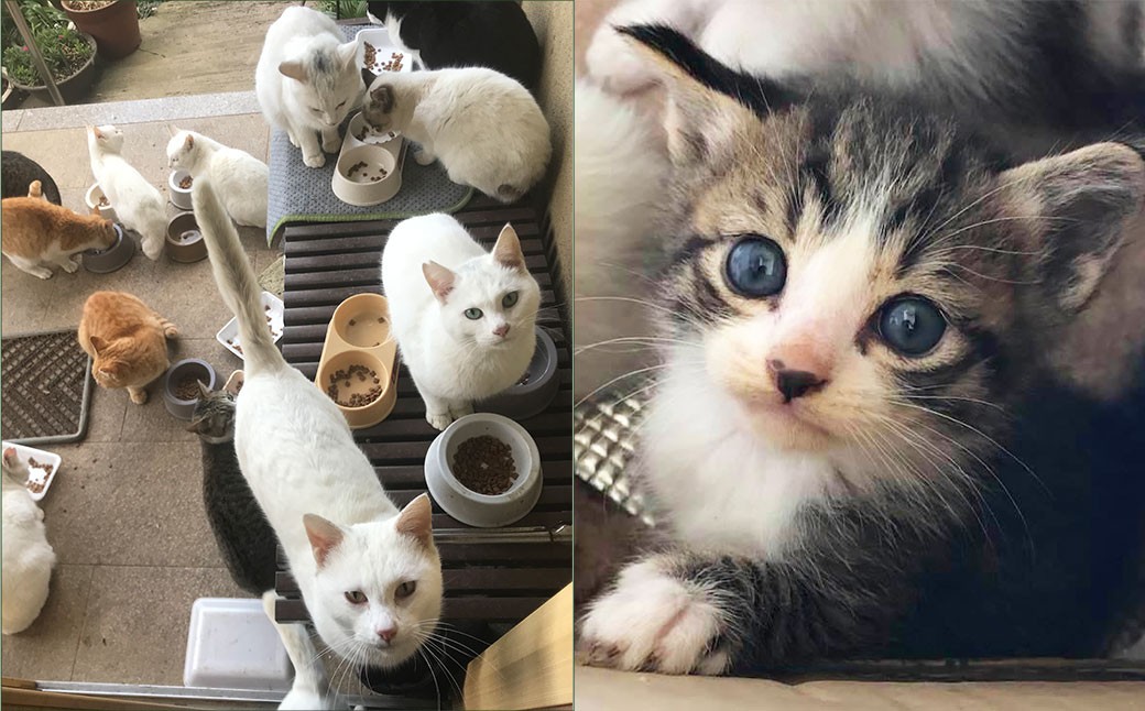 
                  動物愛護の会への活動支援 ～小さな命を守る保護猫サポート寄附～（返礼品はありません）
                