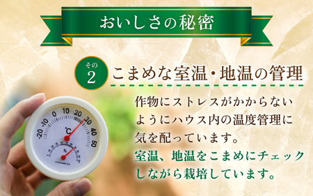 【先行予約】マルセイユメロン 2玉 約2.4kg（約1.2kg以上×2玉）大人気の赤肉品種！高級メロンの味わい ／ 果物 フルーツ ギフト 農家直送 ※2025年6月上旬以降順次発送  [aw065-