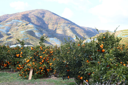 12/23までにご入金確認分は年内発送確定！きれいな温州みかん 寄贈用にお勧め 箱込み 3kg (Sサイズ指定)　秀品
