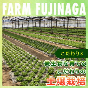 フリルレタス 6袋 ×6回 計 約 10.8kg 定期便 |レタス 旭市