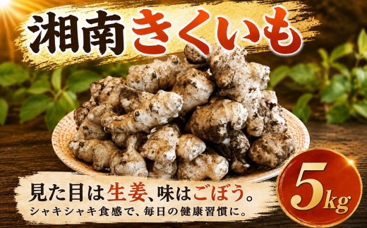 菊芋 きくいも 湘南きくいも 生 5kg 11月上旬以降発送開始 キクイモ 土付き ヘルシー 掘りたて 新鮮 シャキシャキ サラダ きんぴら 素揚げ 天ぷら 味噌汁 煮物 スープ ポタージュ 水溶性食物繊維 食物繊維 イヌリン 先行予約 産地直送 農家直送 八〇八 神奈川 湘南 藤沢