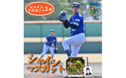 【2房 サイン入りチェキ】 先行予約 徳島 インディゴソックス コラボ シャインマスカット 2房  サイン入り チェキ グッズ セット 野球 四国アイランドリーグ