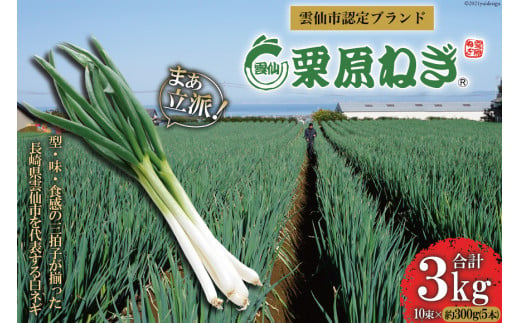 【期間限定発送】 ねぎ 雲仙栗原ねぎ 約300g（5本）×10束 計3kg [栗原ねぎ 長崎県 雲仙市 item1895] ネギ 白ネギ 野菜 10束 3キロ