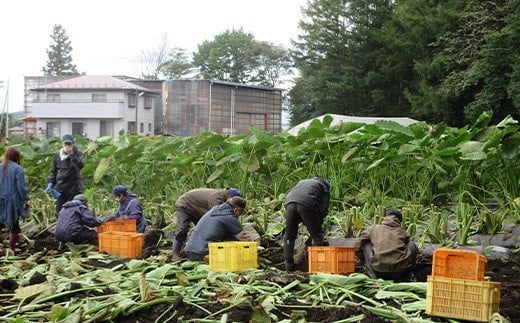 「ポパイの家」の利用者さんが種まき・草取り・収穫までを行っています