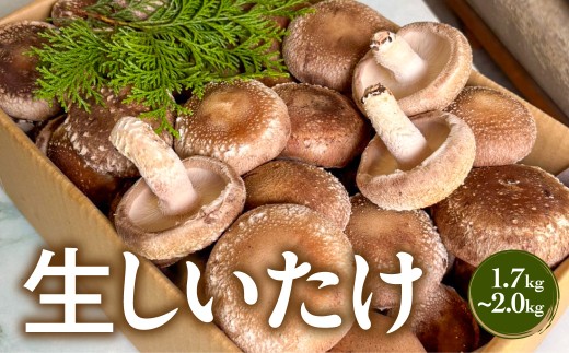 生しいたけ 1.7kg～2.0kg　椎茸 しいたけ シイタケ 食物繊維 国産 千葉県 茂原市 送料無料 ふるさと納税 MBBJ001