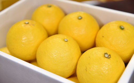 
                  吉岡農園のすくも小夏3kg家庭用　2L
                