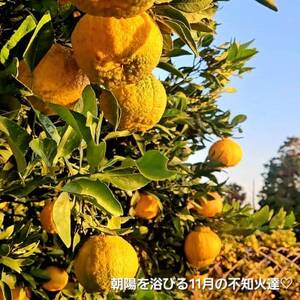 柑橘の王様★不知火5kg入り　濃厚ジューシー、甘味たっぷり!　酸味も程よく香り高く、実はプリプリ!【1695159】