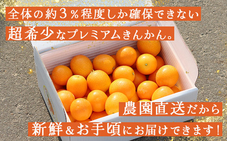 KU445 【プレミアム】選りすぐりの大玉完熟きんかん1kg【玉様ファーム】