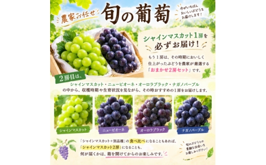 【家庭用】岡山県産葡萄詰め合わせ　計1.2kg(2房)【1779446】