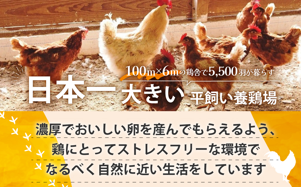 JK-04　【3ヶ月定期便】のびのび育ちの平飼い有精卵（30個×3ヶ月）_イメージ3