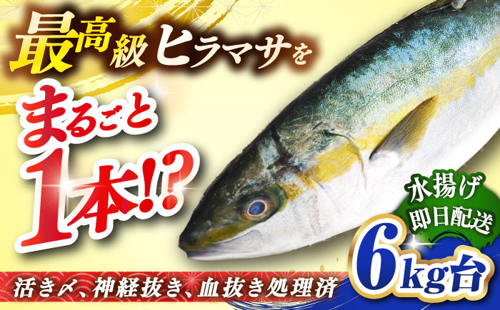 
            壱岐島産天然ヒラマサ（6キロ台・丸もの） 《壱岐市》【壱岐島　玄海屋】[JBS071] ヒラマサ 魚 刺身 煮物 カルパッチョ お寿司  77000 77000円 
          