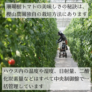 【2027年先行予約】 訳あり トマト 珊瑚樹 約1.5kg 2027年4月発送 トマト