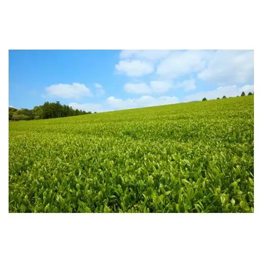 《定期便》 黄綬褒章受章有機ほうじ茶入り健康茶【3回お届け】