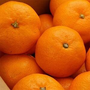 [秀品]紀州有田みかん約3kg(S～Lサイズ混合) (日高町)【1393675】