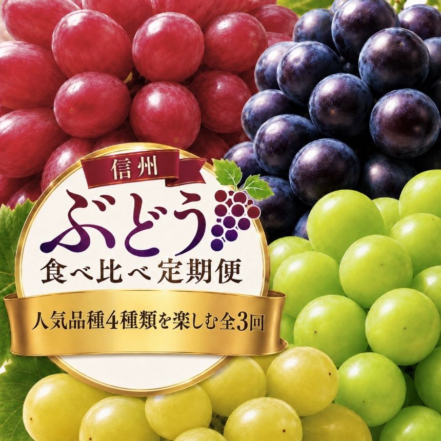 【ふるさと納税】【信州ぶどう食べ比べ定期便】人気品種と松本原産ぶどうを楽しむ全3回（クイーンルージュ・ナガノパープル・シャインマスカット・黄華） | フルーツ 果物 ぶどう ブドウ 葡萄 人気 信州 長野県 松本市