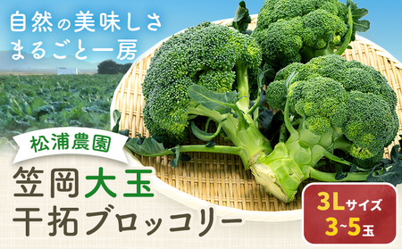 大玉 干拓 ブロッコリー 3Lサイズ 3~5玉 松浦農園 【配送不可地域あり】（離島）《12月上旬-5月中旬頃出荷》 岡山県 笠岡市 野菜 青果物