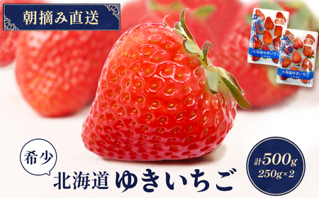 【11月以降、随時発送！】【北海道産】ゆきいちご（紅ほっぺor恋みのり） ２Pセット 各250g×２ 計500g | 苺 いちご 一季成りイチゴ 希少 ギフト お取り寄せ ふるさと納税 北海道 中標津【59005】