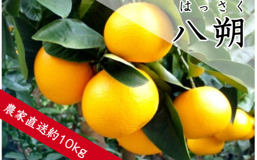 八朔（約10㎏）(A137-1)