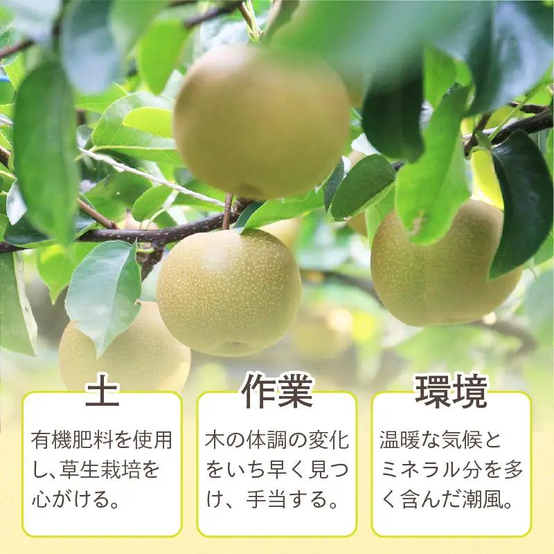 【先行予約】上野梨園の新興梨 約3kg  4L～6L【秀品】《数量限定》梨園直送！  / 期間限定 果物 フルーツ 農家直送 シャキシャキ もぎたて 旬 お取り寄せ ※2026年10月上旬より順次発送
