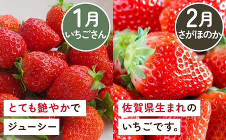 【先行予約】【全5回定期便】佐賀県産 いちご4品種（ いちごさん/さがほのか/よつぼし/淡雪）と冷凍いちご食べ比べ / フルーツ 白いちご 紅白いちご / 佐賀県 / 岸川農園[41ASAG039]