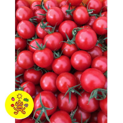 【ふるさと納税】【発送月固定定期便】山のふ元のあまトマト(フルティカ・小鈴の詰め合わせセット)全6回【配送不可地域：離島】【4079900】