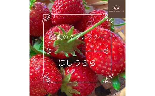 【先行予約】 完熟 プレミアム いちご 「 グランベリー 」 品種： ほしうらら 1パック （約315g×1パック） ／ 苺 イチゴ ストロベリー ベリー 果物 青果物 フルーツ ギフト 贈答 大粒 【2026年1月上旬～4月上旬迄発送予定】