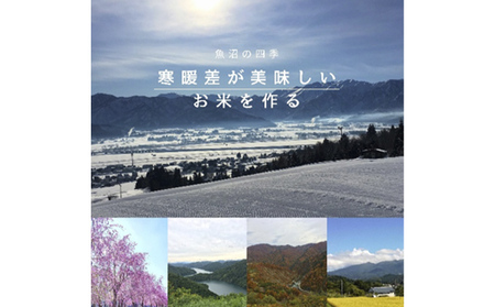 令和7年産 ブランド米 魚沼産コシヒカリ 無洗米 5kg お米 コシヒカリ100％ ミネラル 