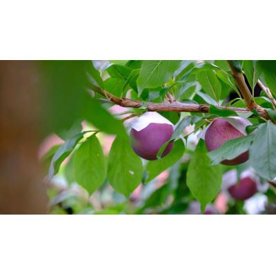 ふるさと納税 甲州市 <2026年先行受付>甲州市産 大玉 貴陽 3個(約800g) |  | 02