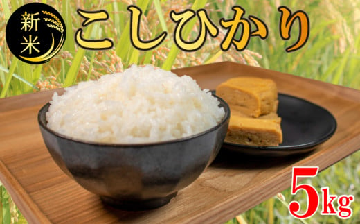 コシヒカリ 無洗米 5kg 令和6年産 米 こめ ご飯 ごはん おにぎり 白米 精米 新米 無洗米 卵かけご飯 食品 備蓄 備蓄米 保存 防災 ギフト 贈答 プレゼント お取り寄せ グルメ 送料無料 徳島県 阿波市 須見商店