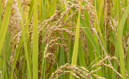 無洗米 はえぬき 令和7年産 5kg（1袋） 2025年産 山形県 朝日町産 精米 米 こめ コメ