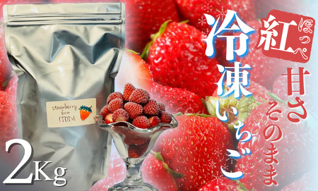 地元JA品評会金賞受賞　冷凍イチゴ2Kg　【 いちご 果物 フルーツ 苺 イチゴ 冷凍 果物 フローズン くだもの 大容量 静岡県産 期間限定 】