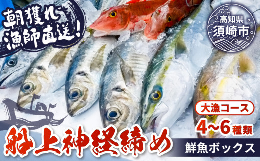 【 船上 神経締め 鮮魚 ボックス 】朝獲れ 直送 大漁コース (2026年3月出荷) 冷蔵 魚種お任せ 水揚げ 海鮮 魚介 産地直送 新鮮 天然 魚 詰め合わせ