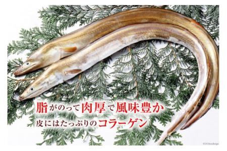 鱧 ( ハモ ) 切り身 1.2kg