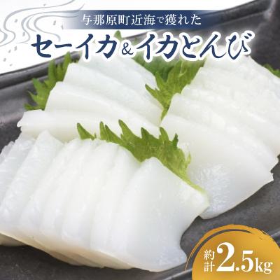 ふるさと納税 与那原町 セーイカ2kg イカとんび500g お刺身用 約2.5kg